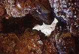 74-Castro,grotta Romanelli,26 agosto 1988